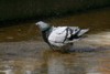 feral pigeon