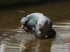 feral pigeon