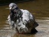 feral pigeon