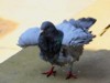 feral pigeon