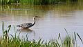 Pulborough Brooks