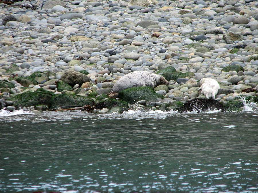 seal_s2_050909065.jpg