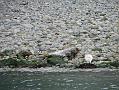 seal_s2_050909066