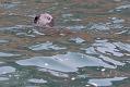 seals_0509094909