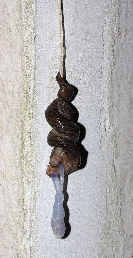 slug_mating_2507094963.jpg