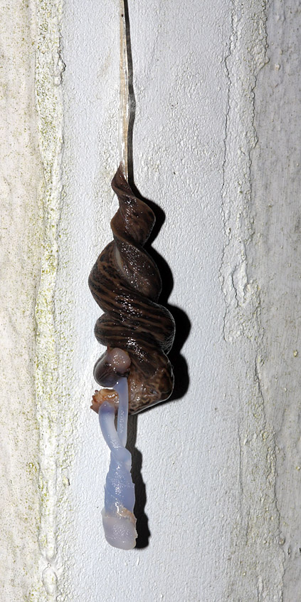 slug_mating_2507094964.jpg