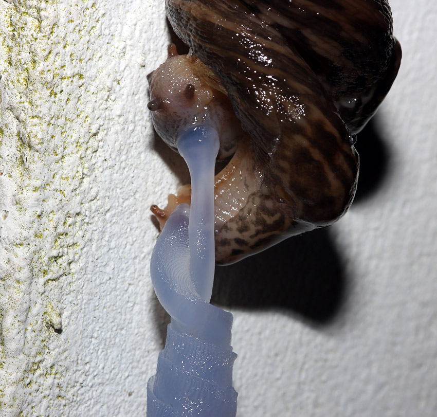 slug_mating_2507094965.jpg