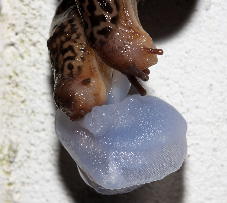 slug_mating_2507094973.jpg