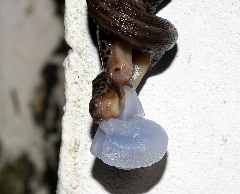 slug_mating_2507094977.jpg
