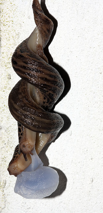 slug_mating_2507094978.jpg