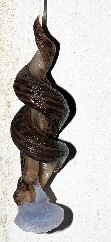 slug_mating_2507094979.jpg