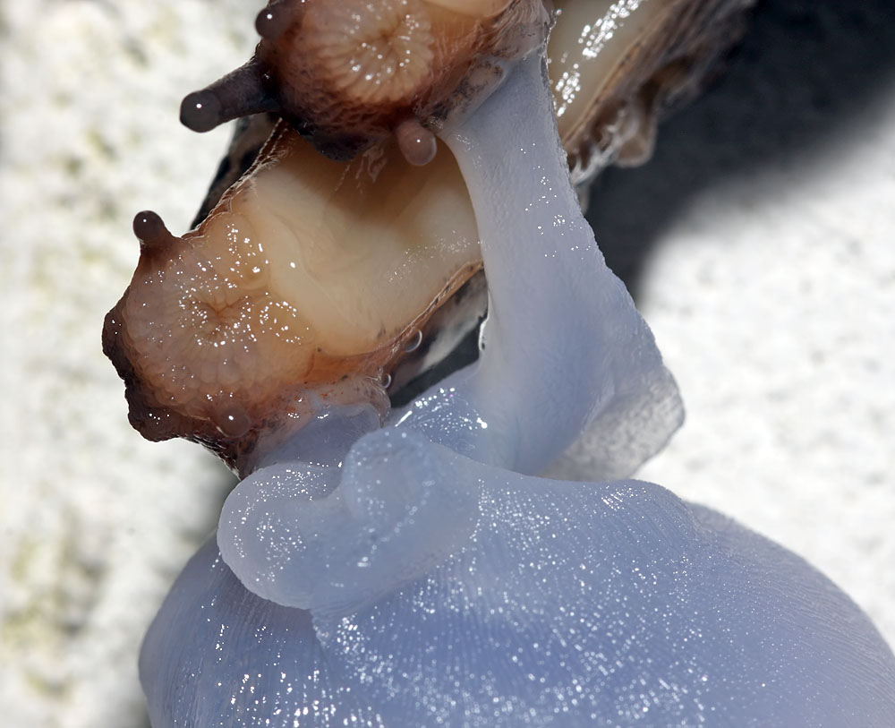 slug_mating_2507094980.jpg