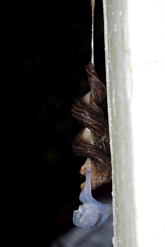 slug_mating_2507094992.jpg