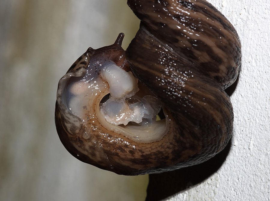 slug_mating_2507094998.jpg