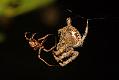 Garden spiders mating