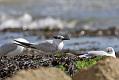 sandwich_tern_1608099186