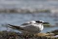 sandwich_tern_1608099192