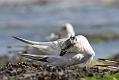 sandwich_tern_1608099203