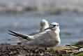 sandwich_tern_1608099206