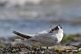 sandwich_tern_1608099228