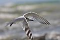 Sandwich Terns