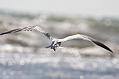 sandwich_tern_1608099298