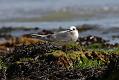 sandwich_tern_1608099337