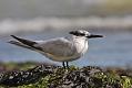 sandwich_tern_1608099364