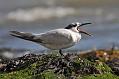 sandwich_tern_1608099397