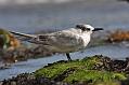 sandwich_tern_1608099404