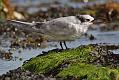 sandwich_tern_1608099421