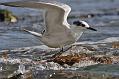 sandwich_tern_1608099465