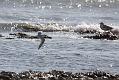 sandwich_tern_3108092934