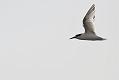 sandwich_tern_3108092961