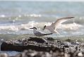 sandwich_tern_3108092978