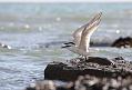 sandwich_tern_3108092989