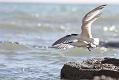 sandwich_tern_3108092990