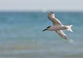 sandwich_tern_3108093009