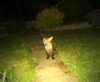 cub on path