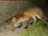 Greedy fox cub