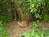 fox cub sleeping 2