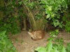 Fox cub sleeping 3