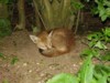 fox cub sleeping 4