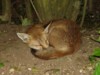fox cub sleeping 5