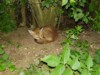 fox cub sleeping 6