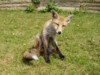fox cub scratching