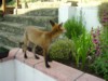 Fox cub on wall