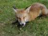 fox cub crunching
