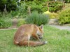 fox cub eating
