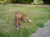 fox cub stealing the food bowl